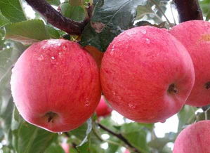 苹果苗怎么种啊 杰发园艺品种齐全 青岛苹果苗