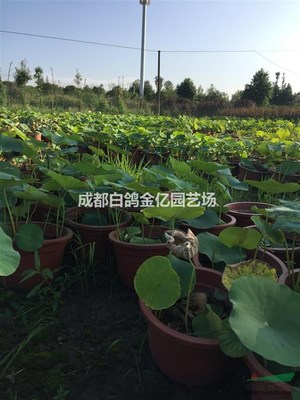 再力花 荷花 花叶芦竹 细叶芒基地_种植厂家_产地报价单_成都白鸽金亿园艺场