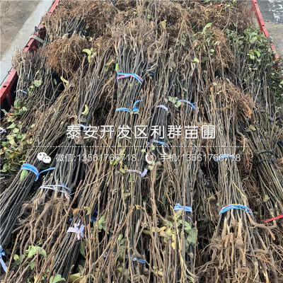 4公分梨苗价格 4公分梨苗价格及报价