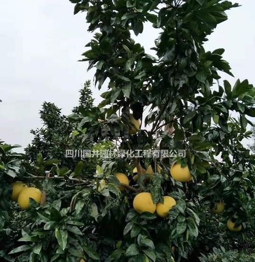 常年供应四川精品香泡树 香泡树基地直销