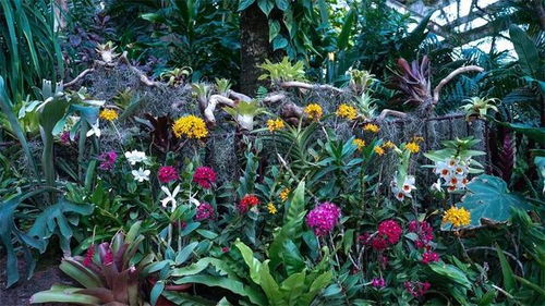 2000多种新优植物,七大会场全城观花,2023上海 国际 花展今日开幕