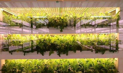 国内首个 植物工厂 建成,不晒太阳无需土壤,1年就能收10茬