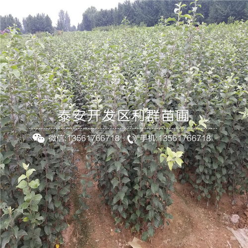 众成三号苹果苗品种介绍 2020年众成三号苹果苗价格