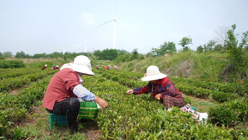 威海3万亩茶叶迎来采摘黄金季