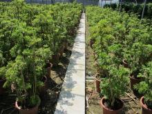 公司场景|绿萝|绿宝树|金山棕【我的产品】-广东省佛山市顺德区陈村镇顺发园艺