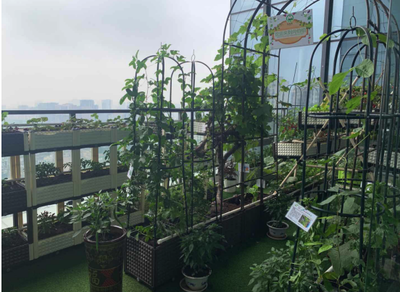 皇图生态农业,将绿色种植搬到每个阳台上