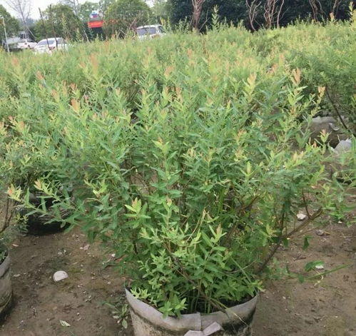 树联园艺夏季最受欢迎的10种苗 容器苗