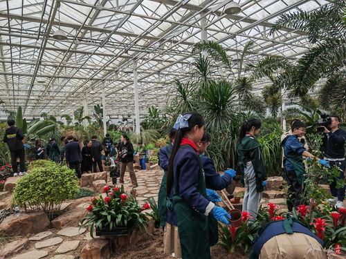 大中小 园艺师 同上劳育课,学生参与种植 毕业花田 ,留影打卡向日葵花海