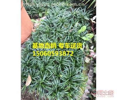 【安徽玉龙草草皮基地种植批发供应 安徽玉龙草地被苗价格 生长迅速易成活】漳浦县马口裕景园艺场 - 产品库