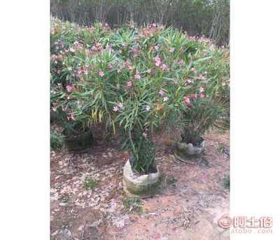 【批发夹竹桃袋苗小杯苗,福建花木场直销】漳浦县榕馨园艺场 - 产品库
