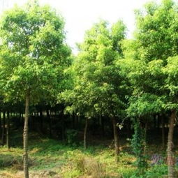 长沙杜鹃世家栾树种植专业户 栾树基地 提供批发 优质树苗