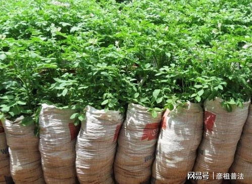 8种省钱的园艺技巧,让你在养花过程中省下一大笔钱