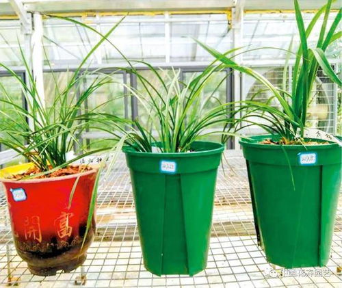 湖南省园艺研究所国家蕙兰种质资源库 致力兰花种质资源收集和研发 国家花卉种质资源库 专题