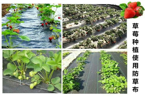 【有机农产品栽培防草布除草布园艺地布盖草布/蔬菜】- 