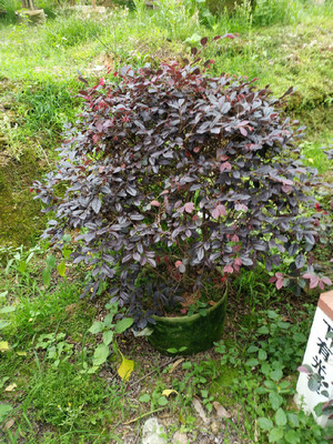 红花继木球大型种植场红花继木球园林风景树红花继木球产品供应红花继木球基地直销红花继木球自产自销-漳浦县马口绿博园艺场