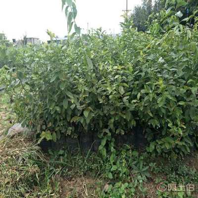 【蓝莓苗栽种技术 新品种蓝莓苗 兔眼蓝莓苗价格】泰安开发区永明园艺场 - 产品库