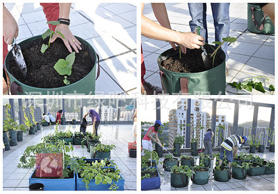 【批发环保种植袋\DIY园艺产品美植花盆种植袋】价格,厂家,图片,花盆、盆景盆,深圳市绿吧科技-
