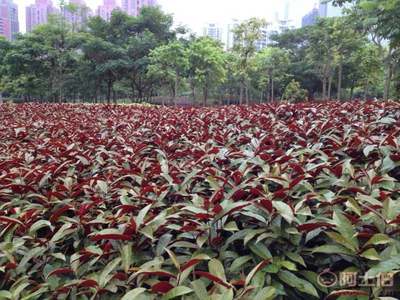 【红背桂种植基地销售质优价廉哪里有】龙海市东泗兴辉园艺场 - 产品库