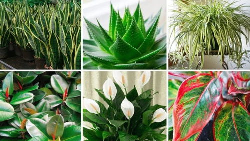 室内缺乏光照,适合养哪些观赏植物