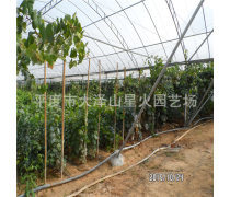 红芭拉欧葡萄产品信息