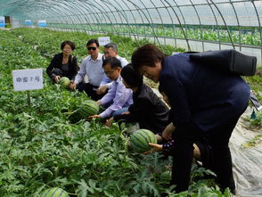 我院园艺所西瓜新品种 申蜜6号 和 申蜜7号 重茬栽培生产试验完成中期现场考察