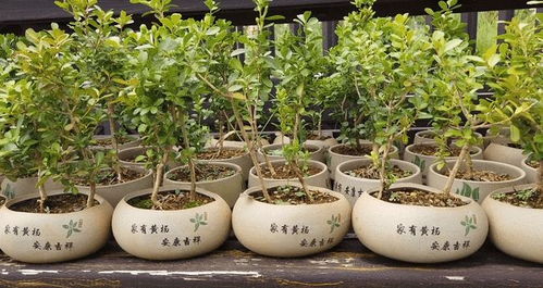 花博 农业篇 村里富了,全靠它