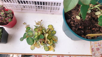 护花使者 月季红蜘蛛,2种药 伺候 ,同是天涯 杀红人
