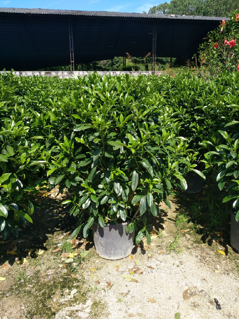湖北非洲茉莉球湖北非洲茉莉球基地直销湖北非洲茉莉球产品供应湖北非洲茉莉球批发湖北非洲茉莉球种植基地质优价廉-漳浦县马口绿博园艺场