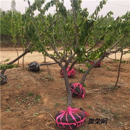 明珠樱桃树苗