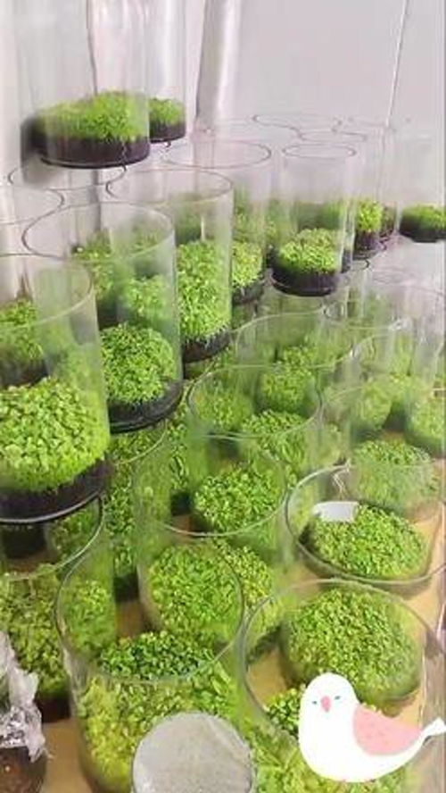 每当种下一颗植物 树苗,都会让地球妈妈多一片绿壤 水培植物 园艺