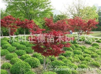 【红枫种植基地、低价直销红枫树、红枫小苗、青枫、五角枫】沭阳正德苗木园艺场 - 产品库