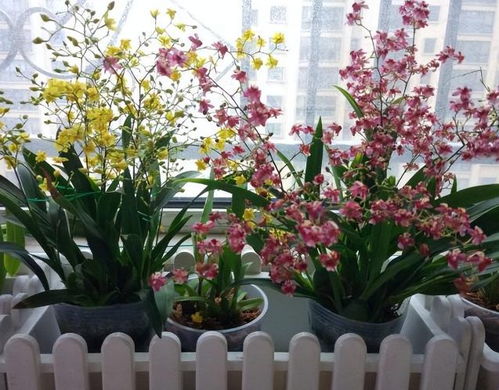 未来2个月新买的花要静养,牢记 3点 ,个个都能养成精品