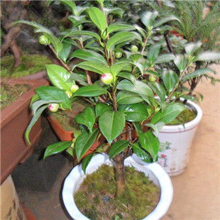 凯歌 茶花春季夏季秋季冬季非常容易 盆景价格,图片,品牌信息 齐家网产品库