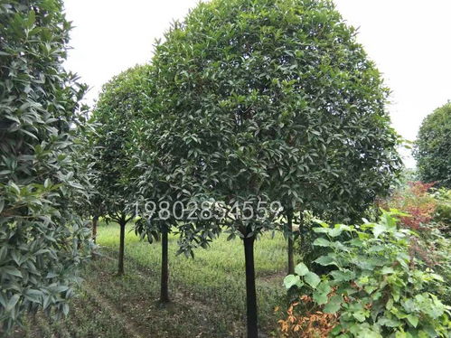【工程桂花树价格,产地桂花树出售,桂花报价】- 