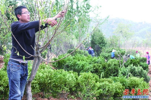 青岛明确下半年绿化目标 对22个山头重点整治