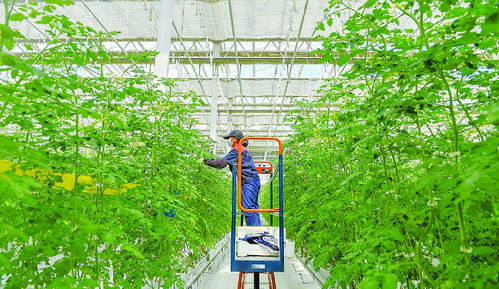 智慧农业 植物工厂 种菜不用土产值超千万