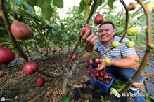 家庭园艺优选盆栽果树品种 无花果,怎样盆栽种植与养护管理要点