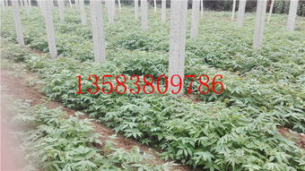 湘潭香椿苗种植量大从优 产品新闻 泰安开发区海洋园艺场