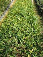 【天堂鸟苗木种植基地袋苗是什么报价哪里有】绿化苗木,价格,厂家,供应商,花木,龙海市东泗兴辉园艺场 - 产品库