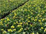 【新小苗】出售-【彩叶草】基地_种植方法教授于你【胜红花卉】-青州市 花卉苗木园艺场提供【新小苗】出售-【彩叶草】基地_种植方法教授于你【胜红花卉】的相关介绍、产品、服务、图片、价格紫叶李、熏衣草价格、一串红批发、红叶李基地、卫矛种植基地、红叶碧桃基地、
