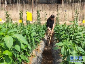 永宁县 春来设施果蔬香