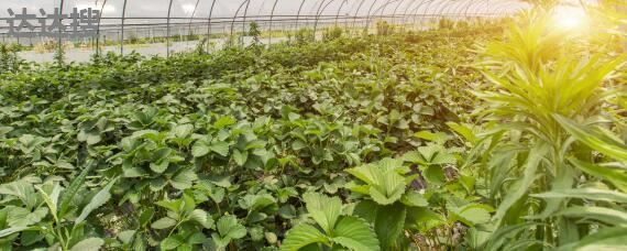 农业发展经营范围及注册指南 以草种植为例