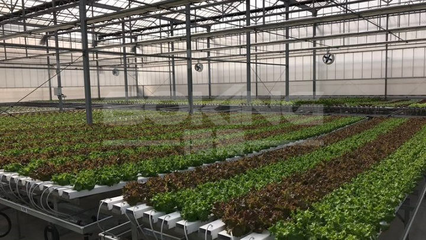 台湾三欣园艺LED花卉生产植物照明技术与园艺种植应用