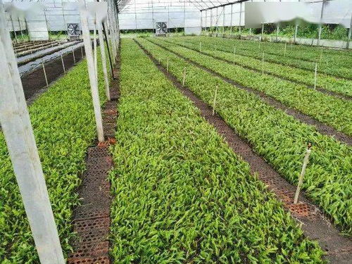 签约近100亿，江北花卉产业蓬勃发展