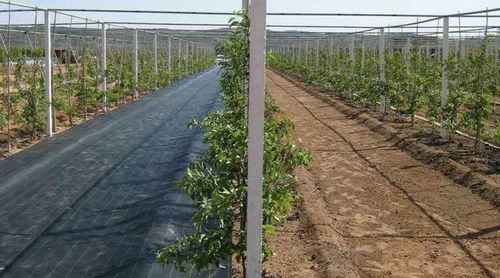 防草布 花卉种植者的除草利器