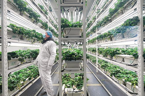 智慧农业 未来已来，携手园艺产品种植新篇章