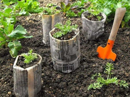 有机花卉种植 从亲自育苗开始追求完美