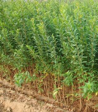 江苏石榴苗种植园艺场供应优质石榴幼苗